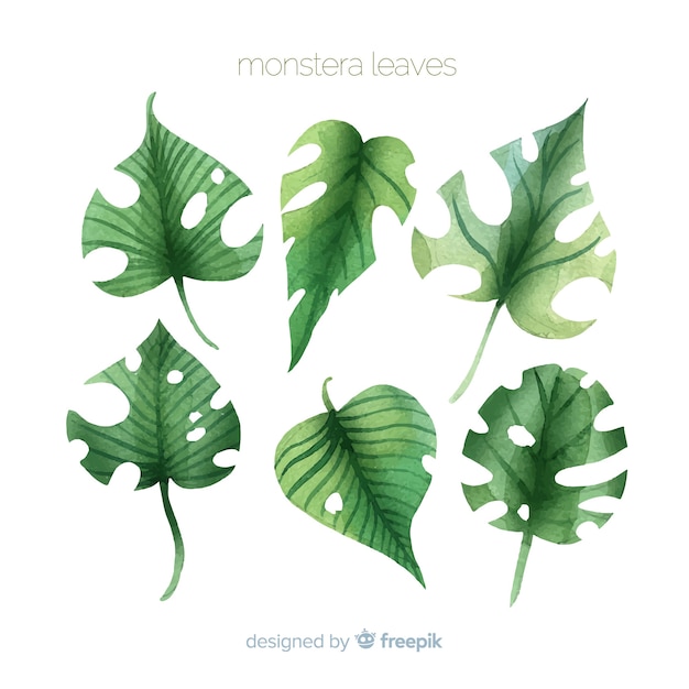 Aquarelle Monstera Feuilles