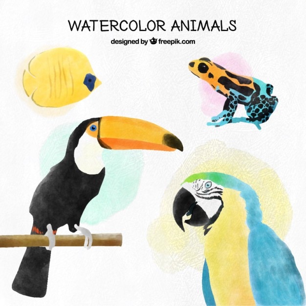 Aquarelle Oiseaux Tropicaux Et Autres Animaux Exotiques Mis