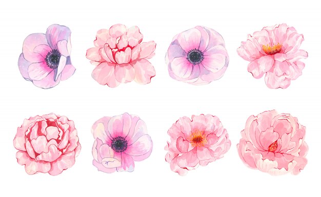 Aquarelle peinte fleur rose pivoine anémone isolé sur blanc