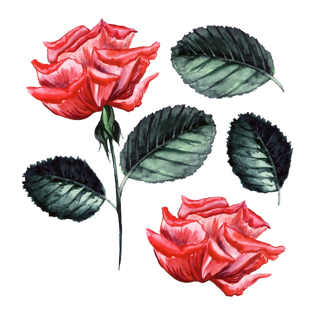 Aquarelle Vector Rose, Illustration détaillée, bouton de fleur isolé, éléments de feuilles.