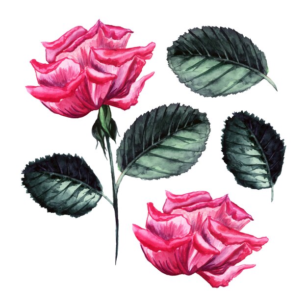 Aquarelle Vector Rose, Illustration détaillée, bouton de fleur isolé, éléments de feuilles.