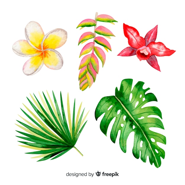 Aquarelles fleurs et feuilles tropicales