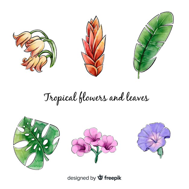 Aquarelles fleurs et feuilles tropicales