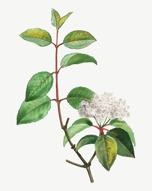 Arbre de Blackhaw en fleurs