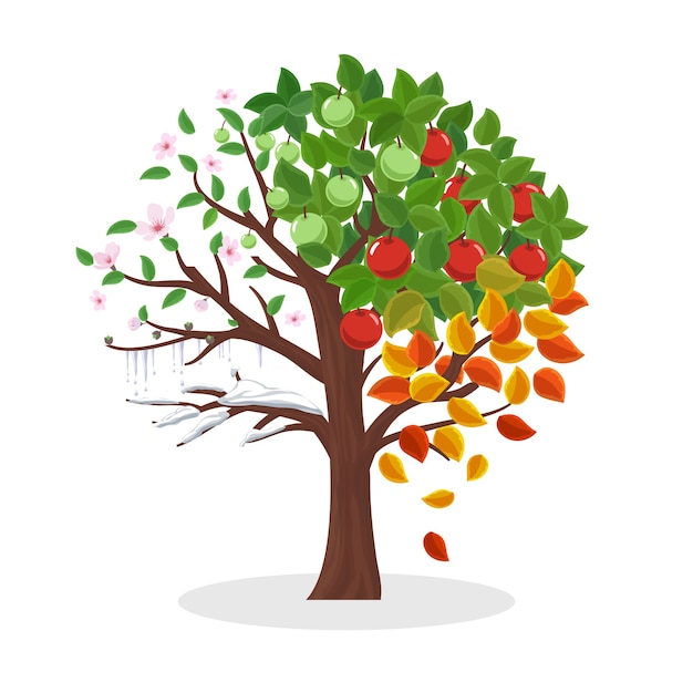 Vecteur gratuit arbre des saisons. printemps été automne et hiver, plante à feuilles, neige et fleur, illustration vectorielle