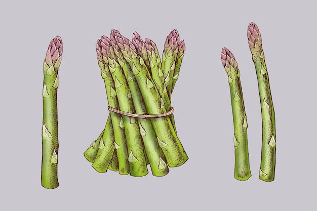 Vecteur gratuit asperges biologiques fraîchement ficelées