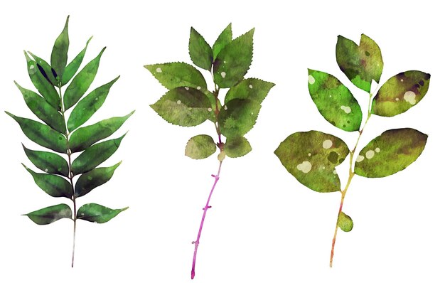 assortiment de feuilles d'aquarelle