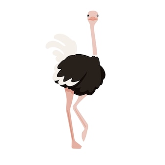 Autruche mignonne rester sur une jambe africaine oiseau incapable de voler dessin animé animal design plat illustration vectorielle isolée sur fond blanc.