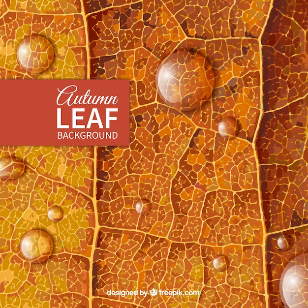 Autumn leaf background