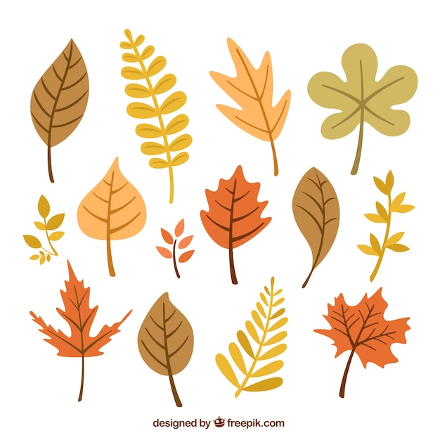 Vecteur gratuit autumnal leaves collection