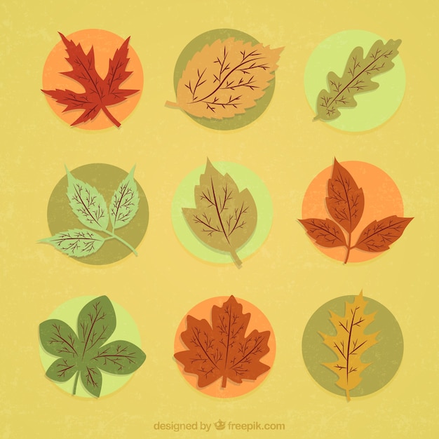 Vecteur gratuit autumnal leaves illustration