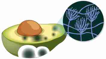Vecteur gratuit avocat décomposé non comestible avec moisissure