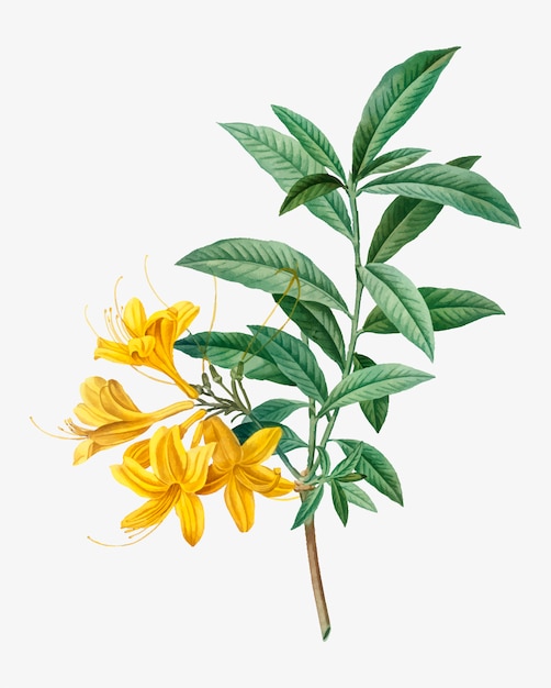 Azalée jaune en fleurs