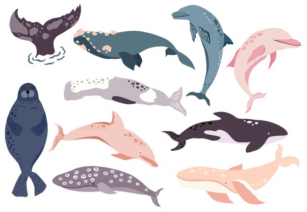 Baleine Simple Dauphin Personnage D Otarie Vecteur Premium