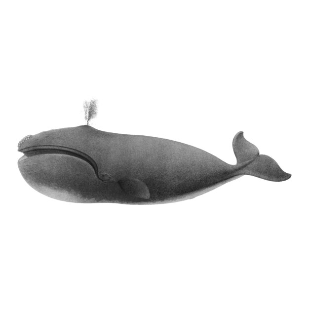 Baleine