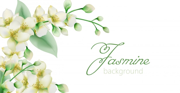 Bannière De Fleurs De Jasmin Vert Aquarelle Avec Place Pour Le Texte