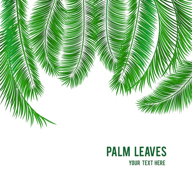 Vecteur gratuit bannière de fond palmier tropical