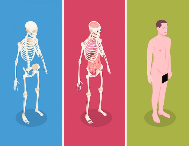 Bannières Isométriques Anatomie Sertie De Corps Masculin Et Deux Squelettes Humains Sur Fond Coloré 3d Isolé