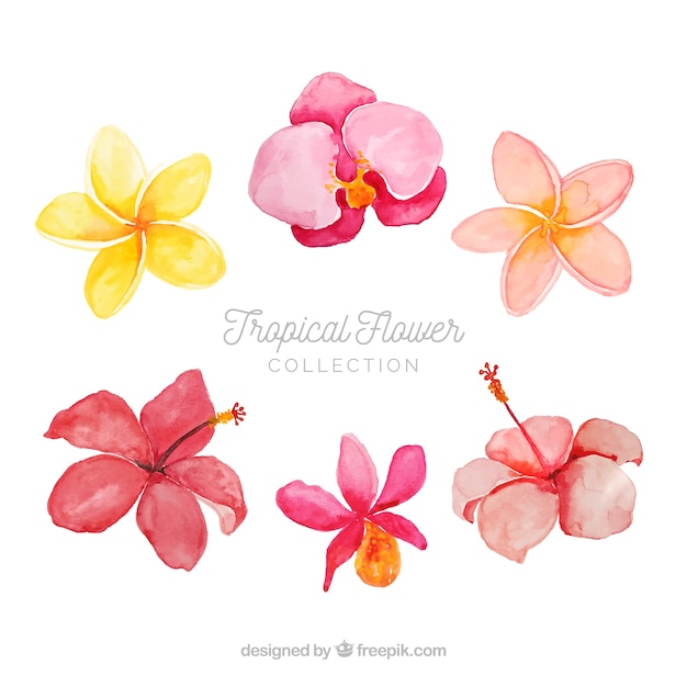 Beau jeu de fleurs tropicales aquarelles