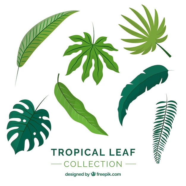 Vecteur gratuit belle collection de feuilles tropicales avec un design plat