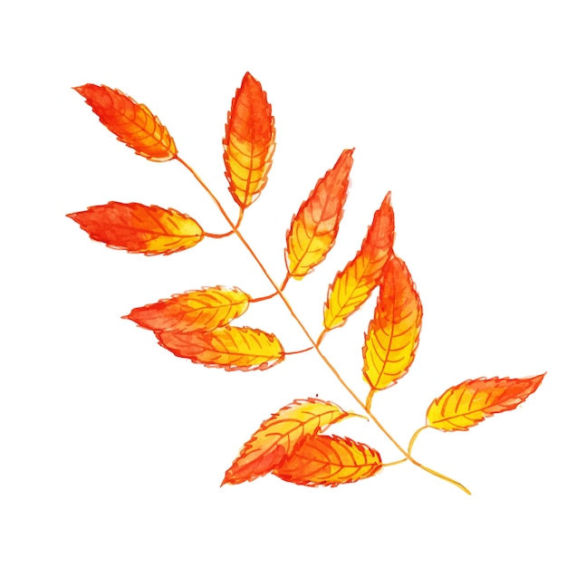 Belle feuille d&#39;automne aquarelle