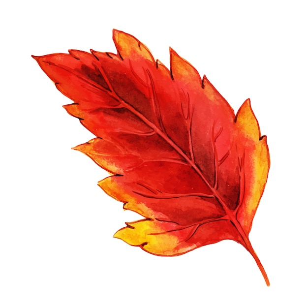 Belle feuille d&#39;automne aquarelle