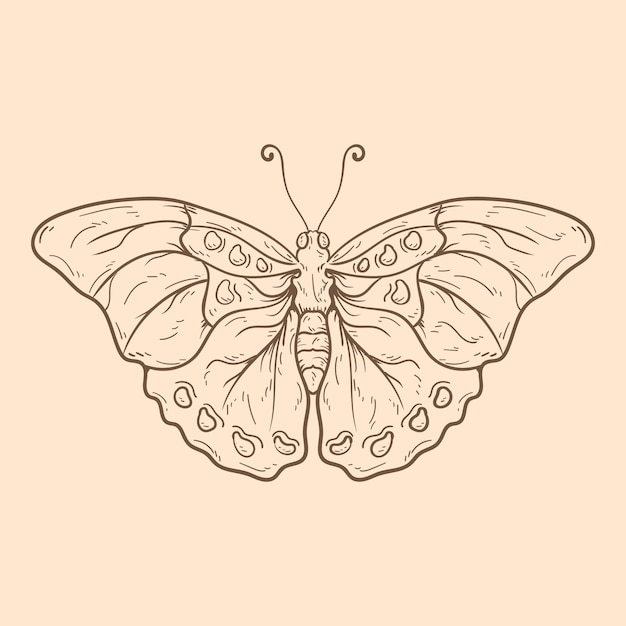 Belle Illustration De Contour De Papillon