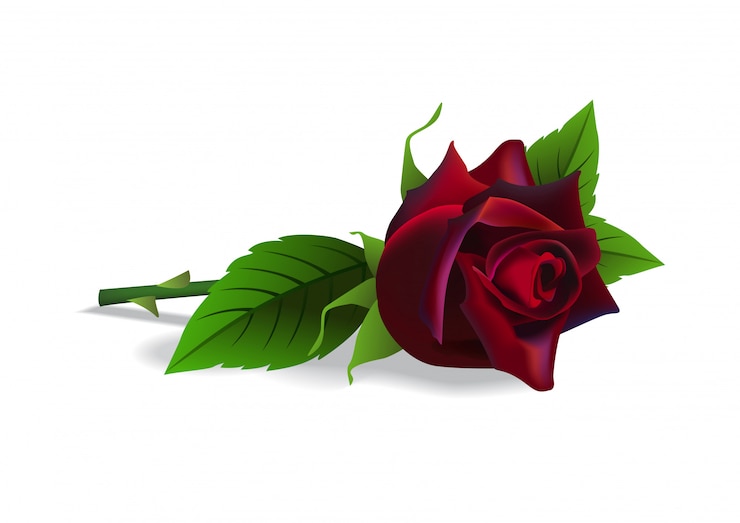 Vecteur gratuit belle rose rouge. fleur, botanique, anniversaire. concept de romance.