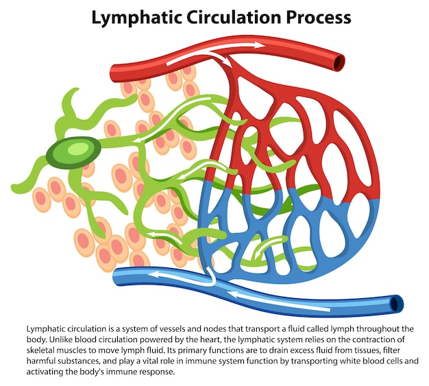 Biologie Du Processus De Circulation Lymphatique Une Illustration De Dessin Animé Vectoriel