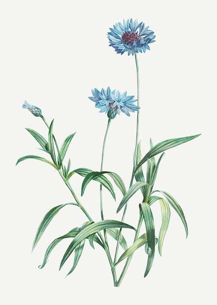 Vecteur gratuit bleuets en fleurs