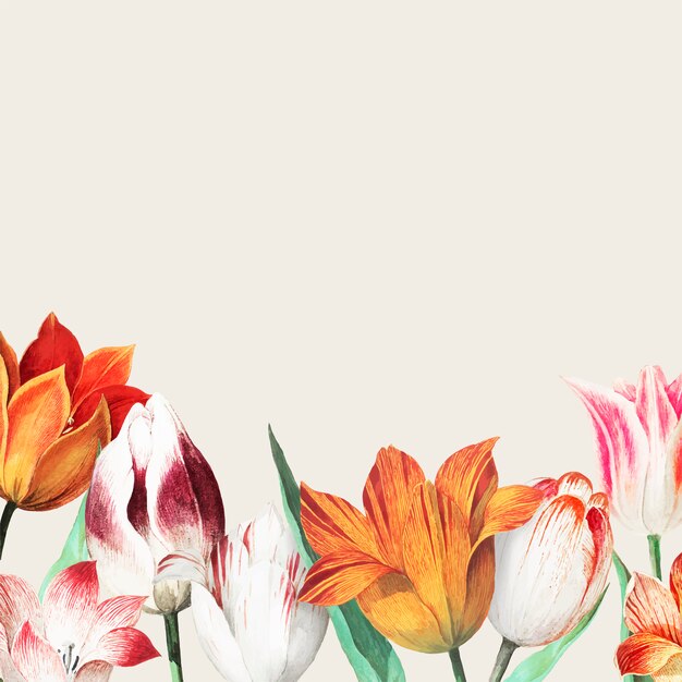 Bordure de champ de tulipes