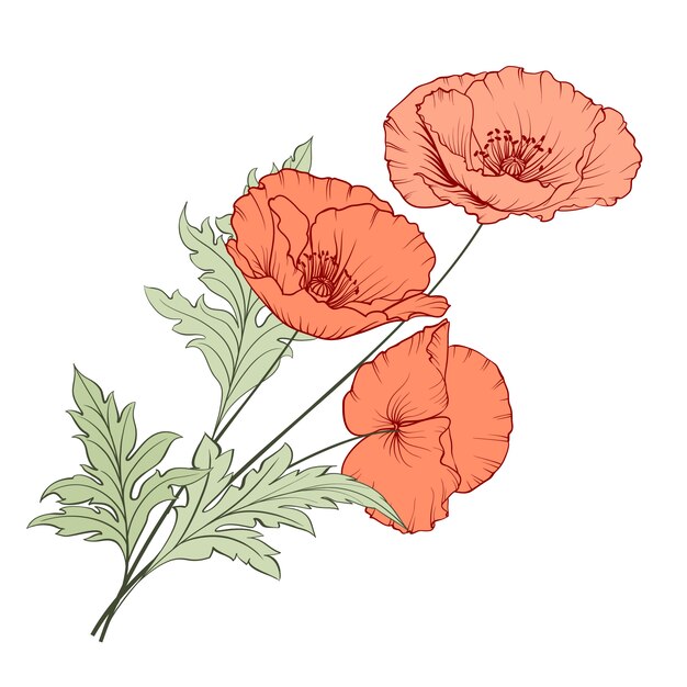 Ensemble de graines et noix. dessin à la main vintage de graine de pavot illustration ...