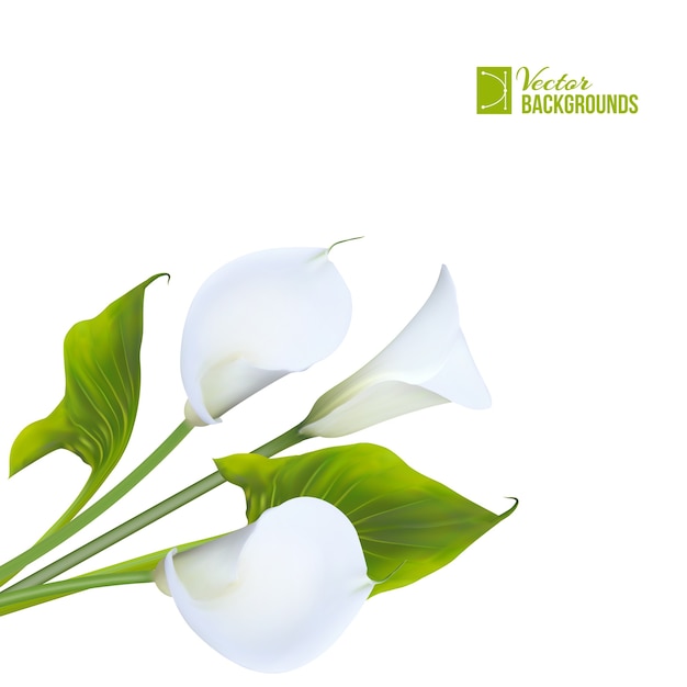 Vecteur gratuit bouquet de printemps lys calla isolé