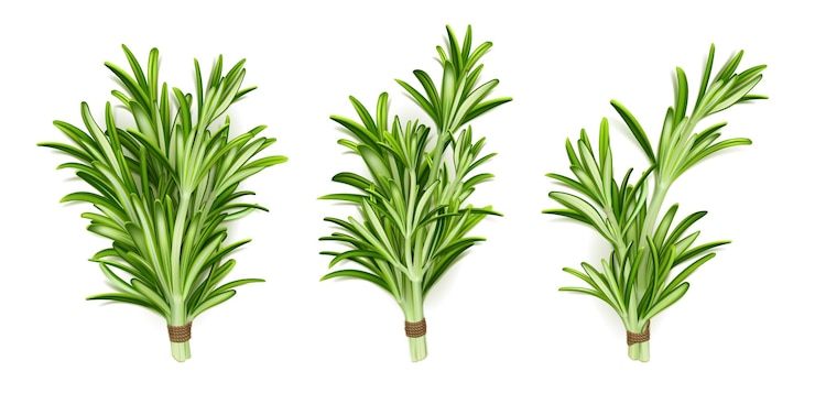 Vecteur gratuit bouquets d'herbes de romarin tiges de plantes de jardin isolées