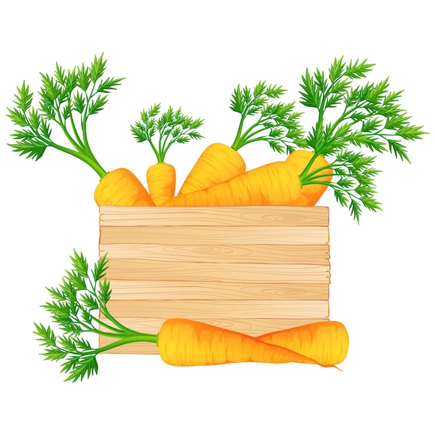 Box complète de la conception des carottes
