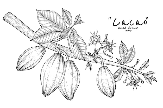 Branche de cacao avec des feuilles de fruits et des fleurs illustration dessinée à la main