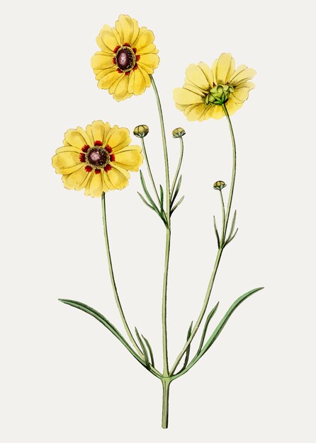 Branche de fleur de coréopsis de colorant vivace vintage pour la décoration