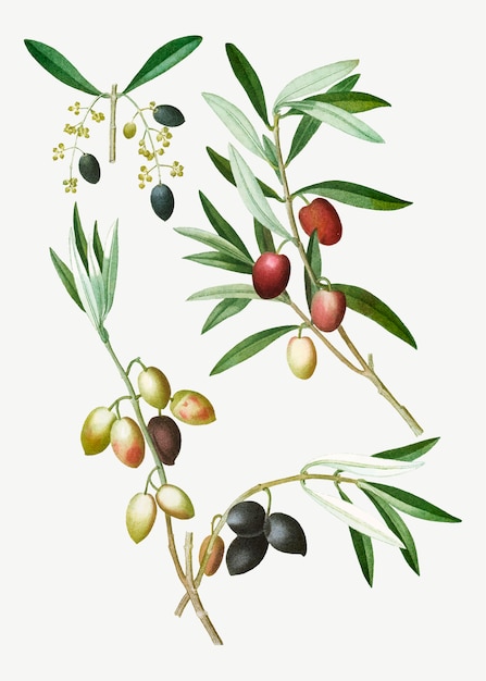 Branche d&#39;olivier