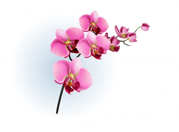 Vecteur gratuit branche d'orchidée rose. phalaenopsis, fleur, plante d'intérieur.