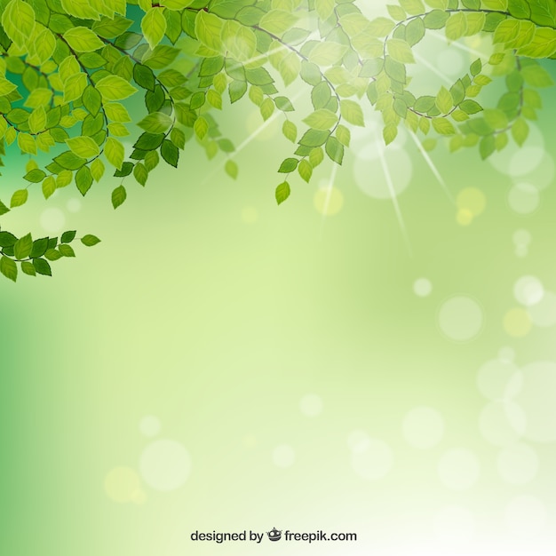 Branches avec des feuilles sur fond vert