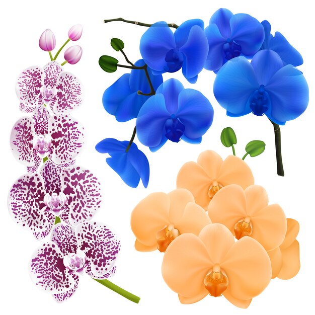 Branches d&#39;orchidées à fleurs colorées