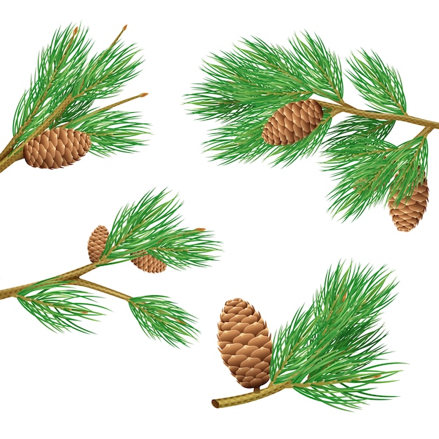 Branches de pin vert avec des cônes ensemble réaliste pour illustration vectorielle de décoration isolé