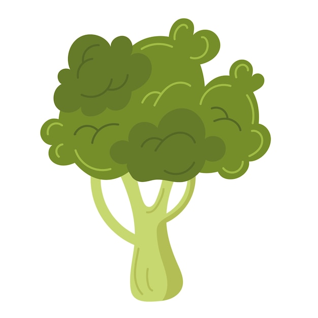 Vecteur gratuit brocoli frais bio