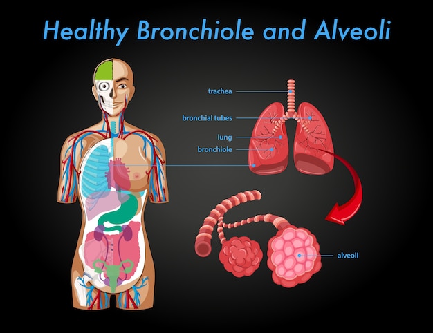 Bronchiole Et Alvéoles Saines