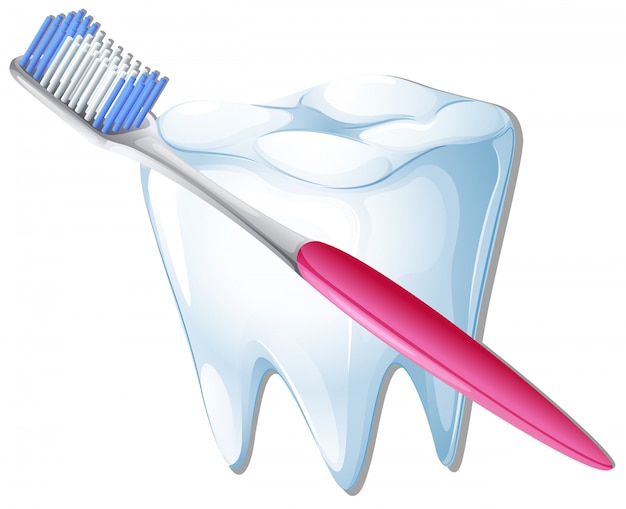 Vecteur gratuit une brosse à dents et une dent