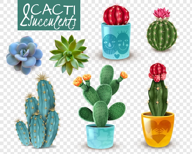 Vecteur gratuit cactus en fleurs et variétés de plantes succulentes populaires plantes d'intérieur décoratives faciles d'entretien ensemble réaliste transparent