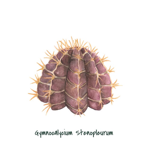 Cactus gymnocalycium stenopleurum dessiné à la main