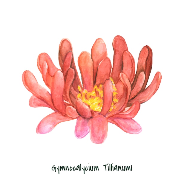 Vecteur gratuit cactus de gymnocalycium tillianum dessinés à la main