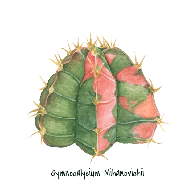 Cactus lune gymnocalycium mihanovichii dessinés à la main