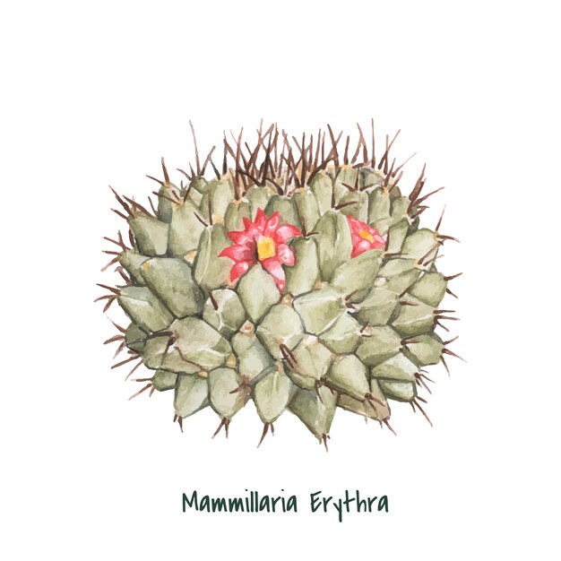 Cactus mammillaria erythra pincushion dessinés à la main